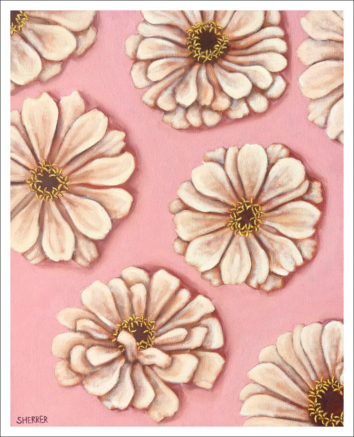 Petal Parade fine art print by Caroline Sherrer, featuring seven cream zinnia blossoms scattered across a light pink background.