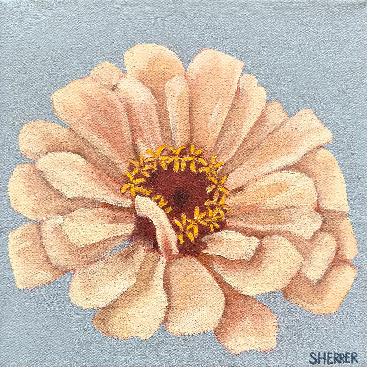 Clear Morning III, original oil painting by Caroline Sherrer, featuring one cream-white zinnia centered on a blue-gray background.