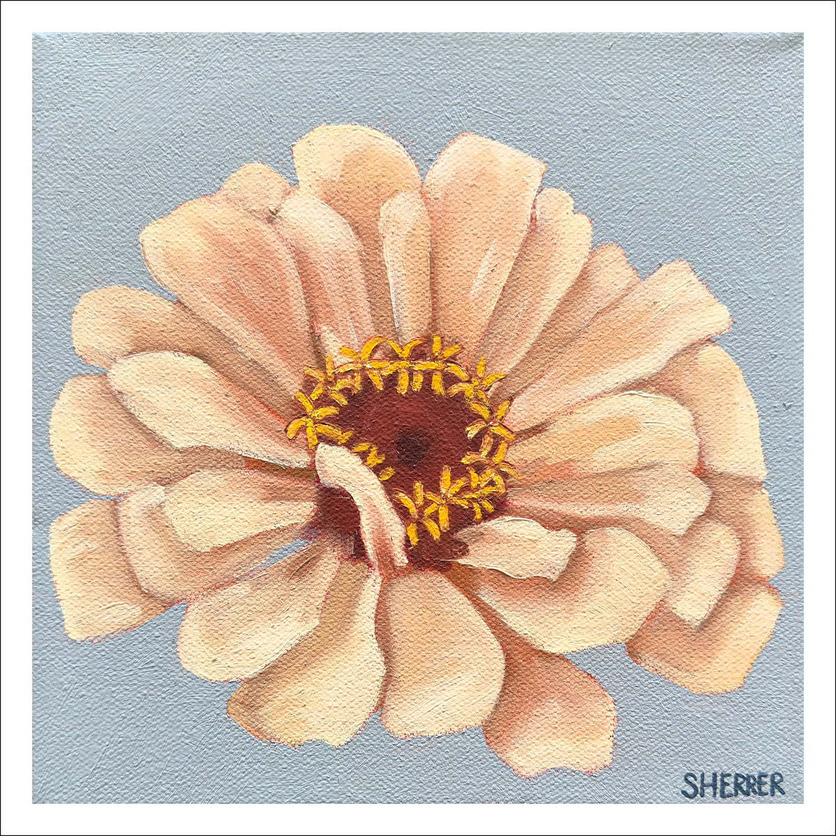 Clear Morning III fine art print by Caroline Sherrer, featuring one cream-white zinnia centered on a blue-gray background.