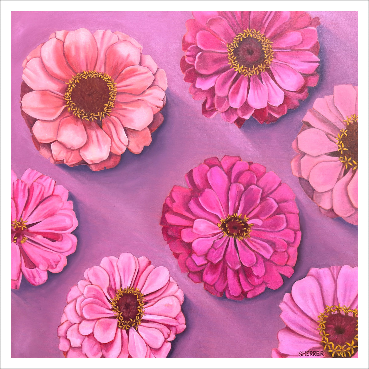 Bold Blooms fine art print by Caroline Sherrer, featuring seven pink and magenta zinnia blossoms scattered across a light magenta background. The blossoms cast a strong shadow across the background.