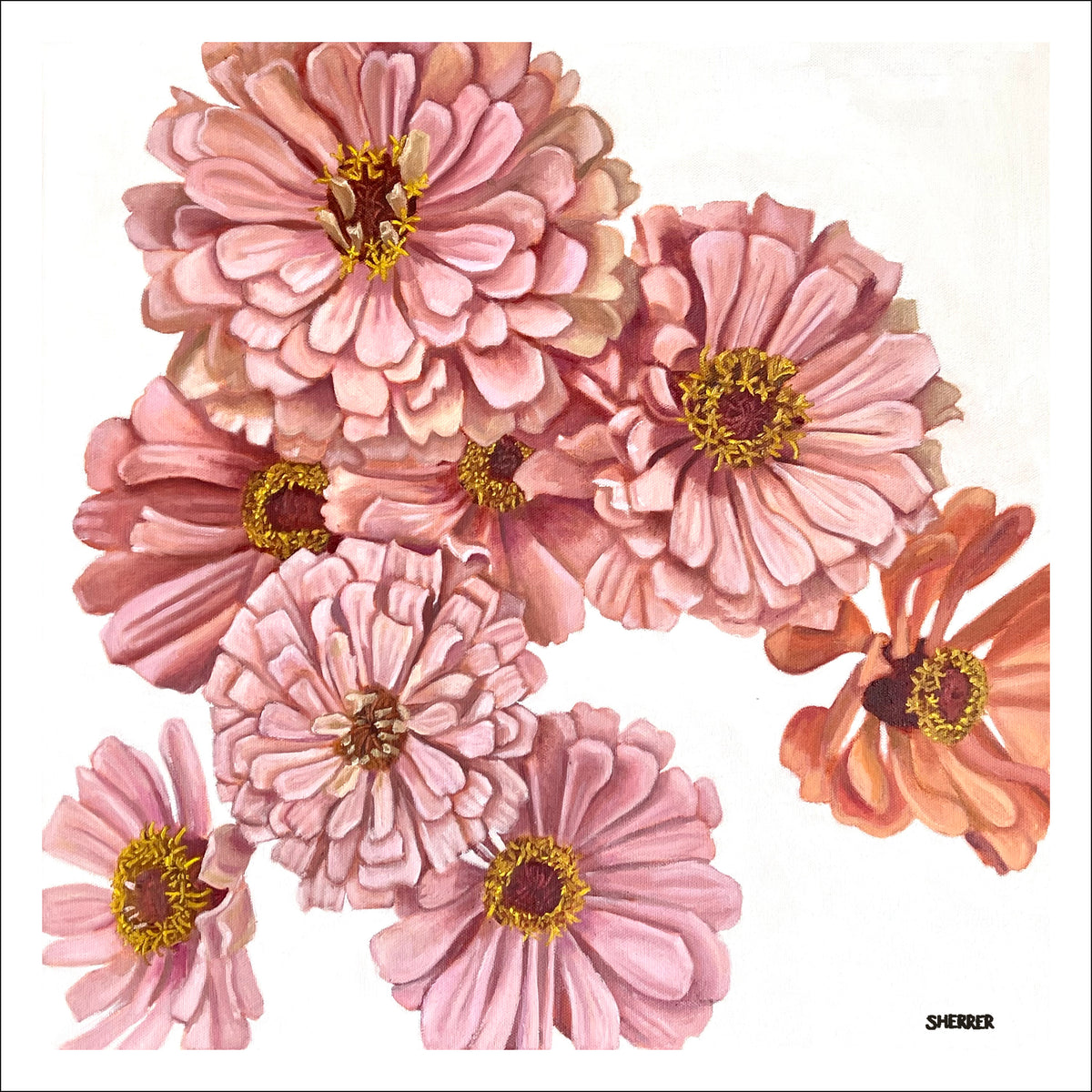 Spring Zinnias fine art print by Caroline Sherrer, featuring layered pink, white, and coral zinnia blossoms scattered on a white background.