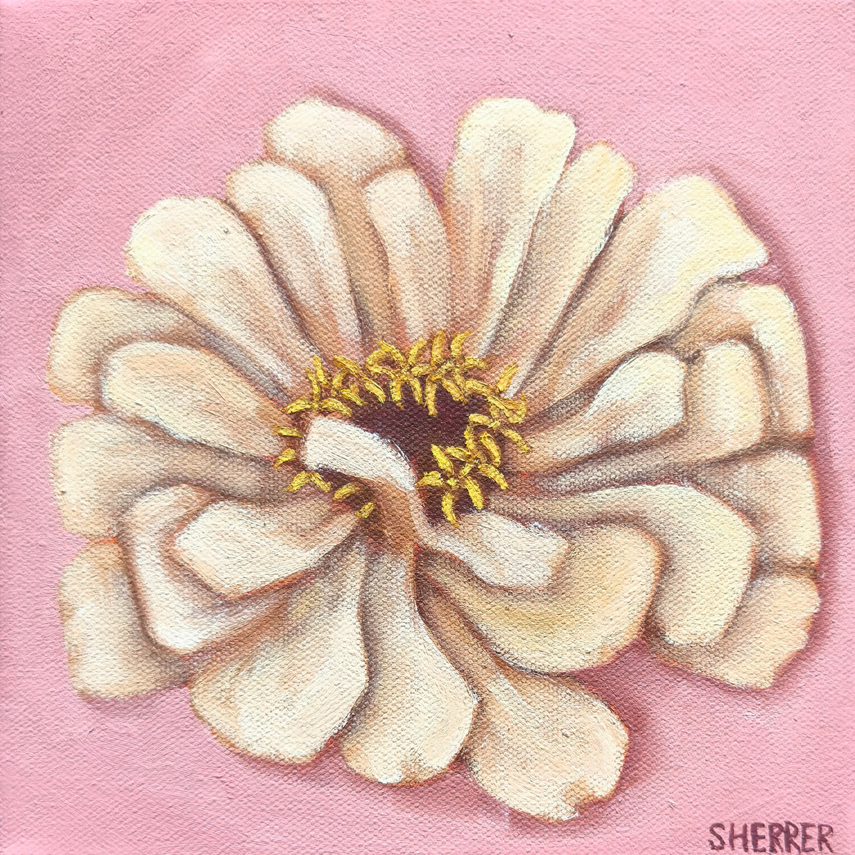 Pink Haze III, original oil painting by Caroline Sherrer, featuring one cream-white zinnia centered on a light pink background.