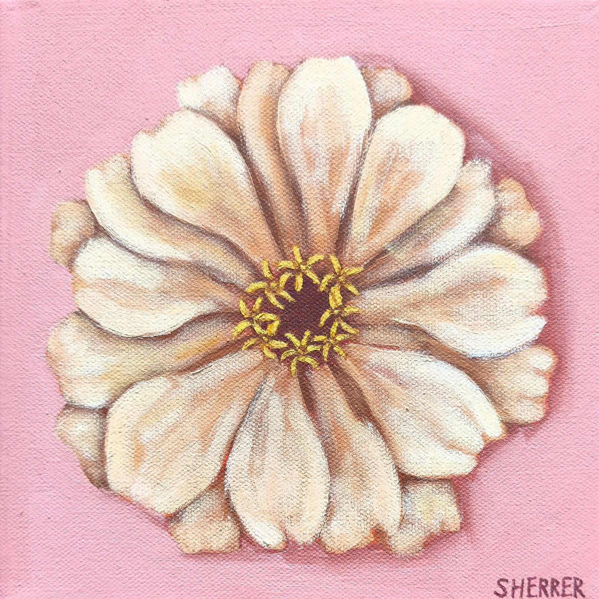 Pink Haze I, original oil painting by Caroline Sherrer, featuring one cream-white zinnia centered on a light pink background.