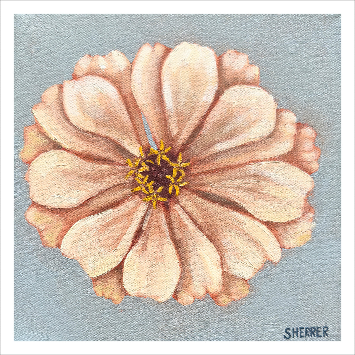 Clear Morning II fine art print by Caroline Sherrer, featuring one cream-white zinnia centered on a blue-gray background.