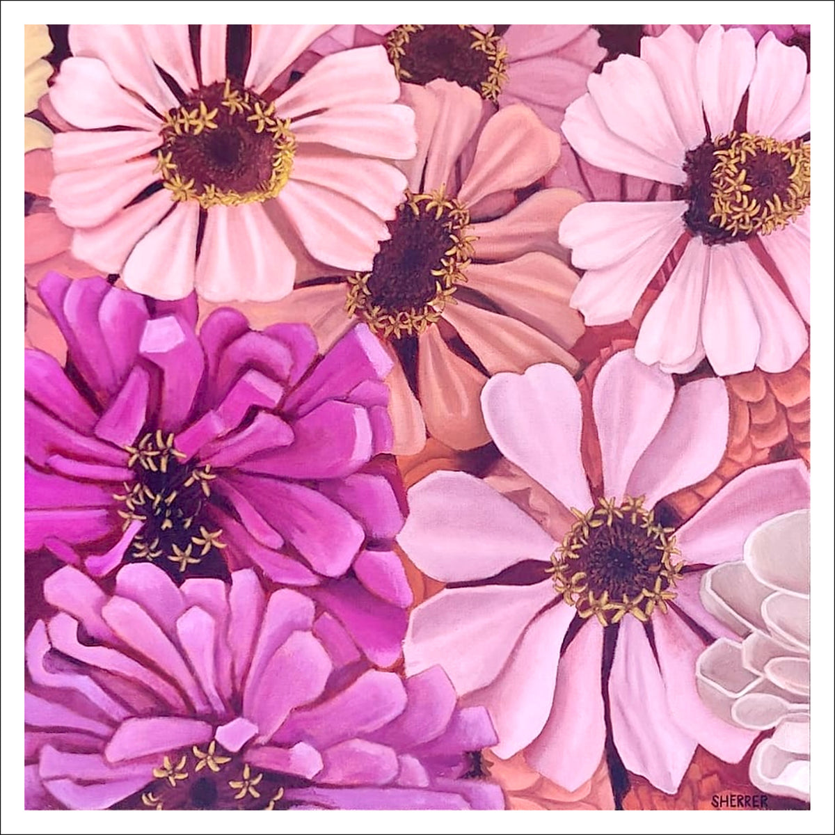 Zoomed Zinnias fine art print by Caroline Sherrer, featuring densely layered pink and purple zinnia blossoms.