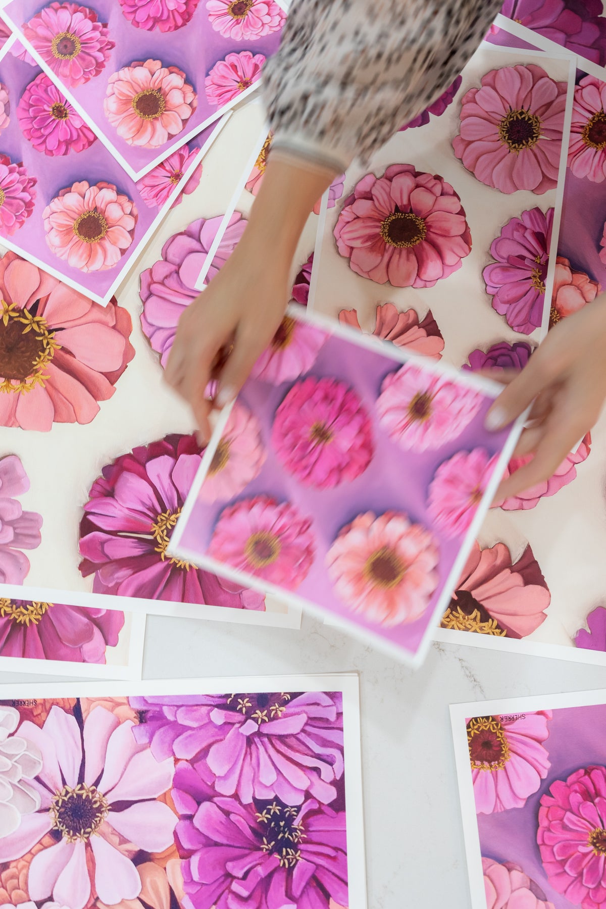 Hands arranging white-bordered pink and purple zinnia prints across a table.