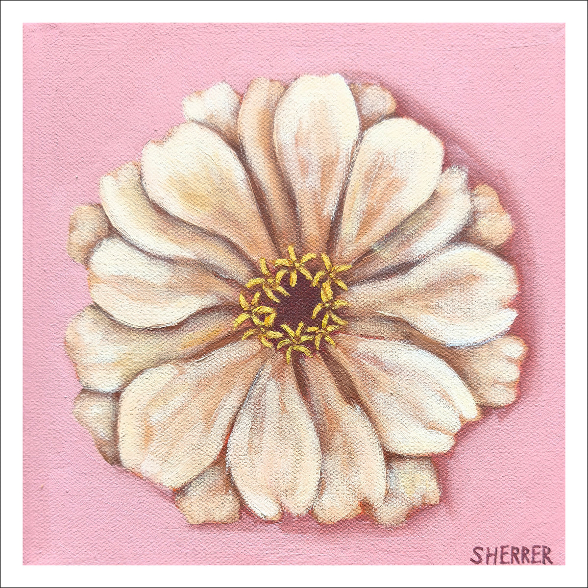 Pink Haze I fine art print by Caroline Sherrer, featuring one cream zinnia bloom centered on a light pink background.