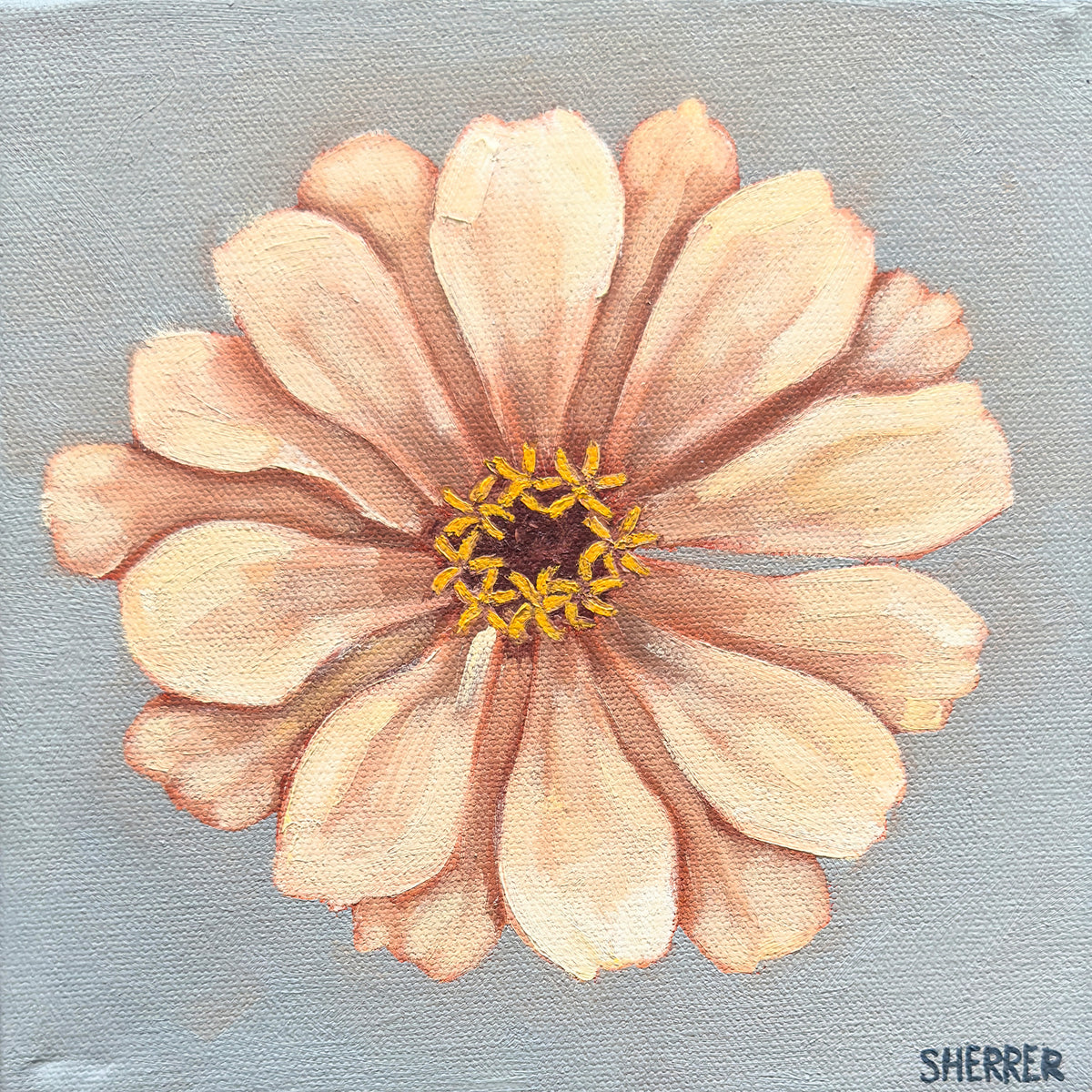 Clear Morning I, original oil painting by Caroline Sherrer, featuring one cream-white zinnia centered on a blue-gray background.