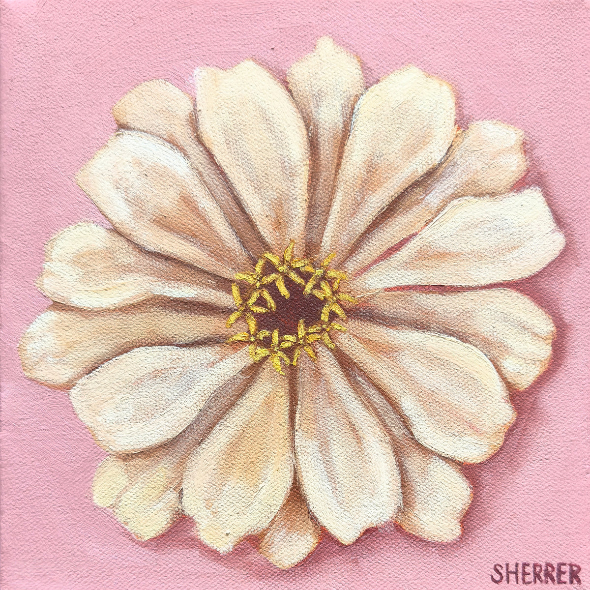 Pink Haze II, original oil painting by Caroline Sherrer, featuring one cream-white zinnia centered on a light pink background.