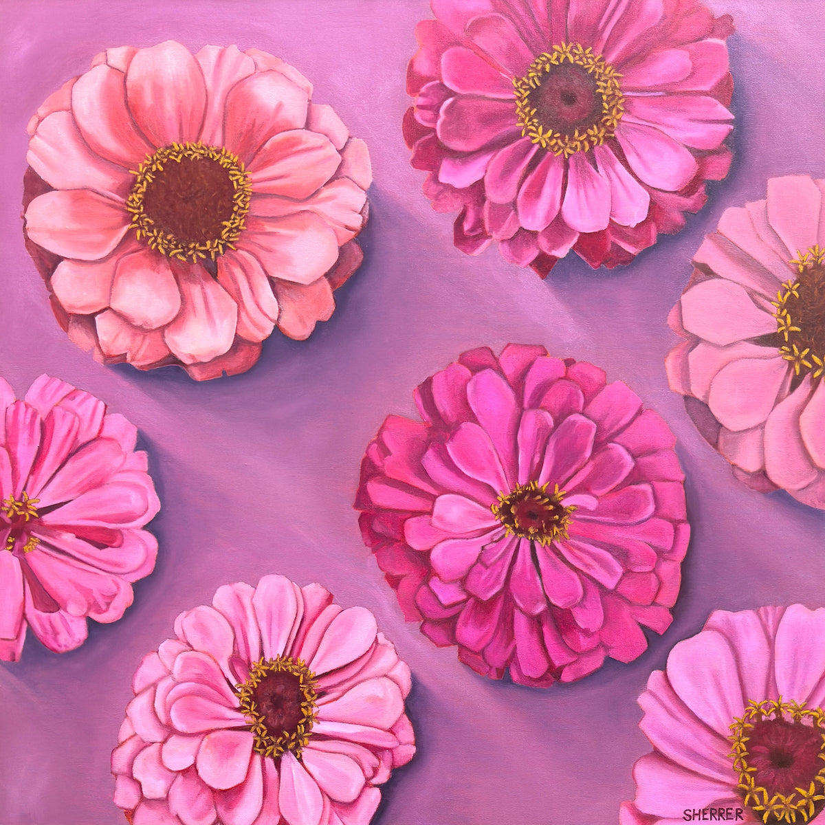 Bold Blooms, original oil painting by Caroline Sherrer, featuring seven pink and magenta zinnia blossoms scattered across a light magenta background. The blossoms cast a strong shadow across the background.
