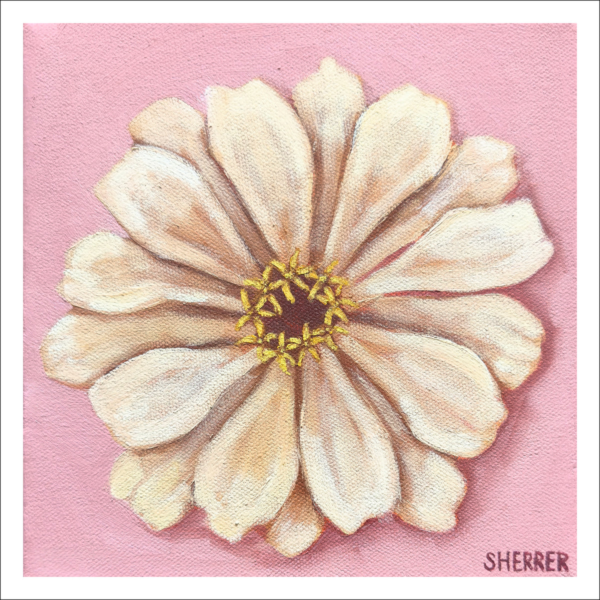 Pink Haze II fine art print by Caroline Sherrer, featuring one cream zinnia bloom centered on a light pink background. 