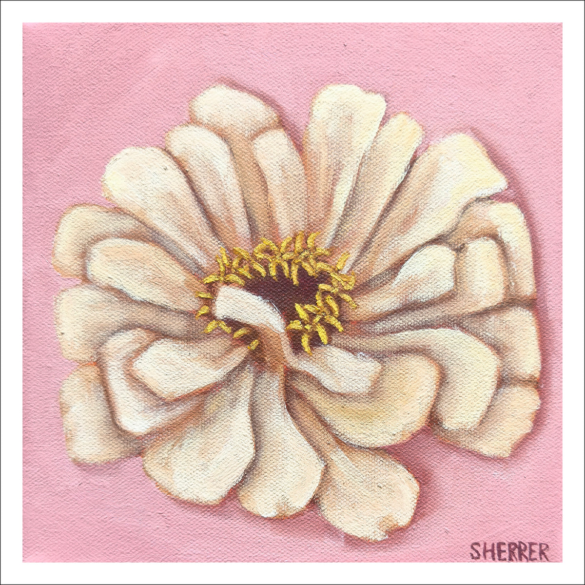 Pink Haze IIi fine art print by Caroline Sherrer, featuring one cream zinnia bloom centered on a light pink background.