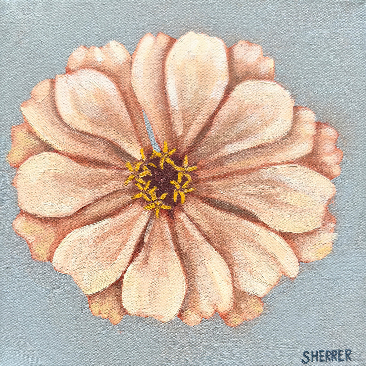 Clear Morning II, original oil painting by Caroline Sherrer, featuring one cream-white zinnia centered on a blue-gray background.